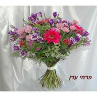 זר עדן 13